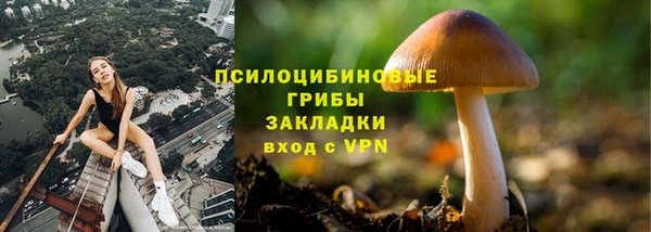 прущие грибы Армянск